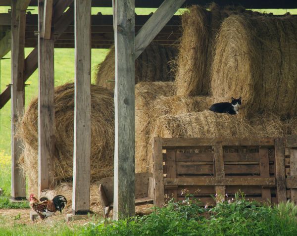 Barn Reconstruction