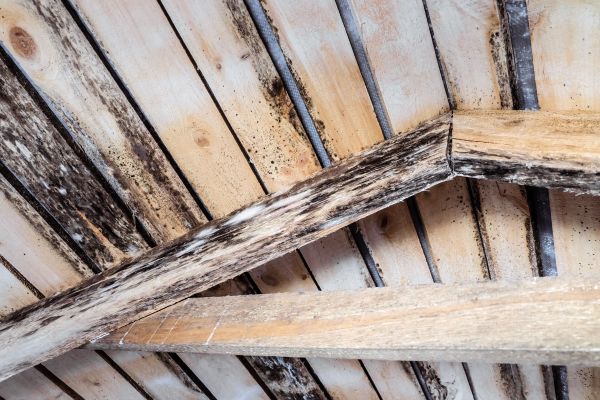 Carpentry Repair