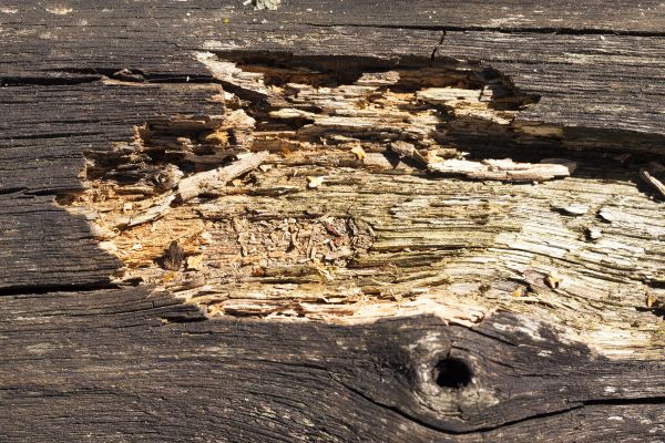 Decayed Wood Replacement