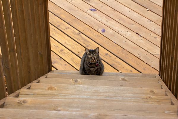 Damaged Steps Repair