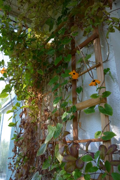 Fence Top Trellis Installation