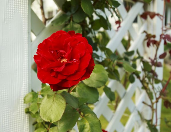 Garden Trellis Assembly
