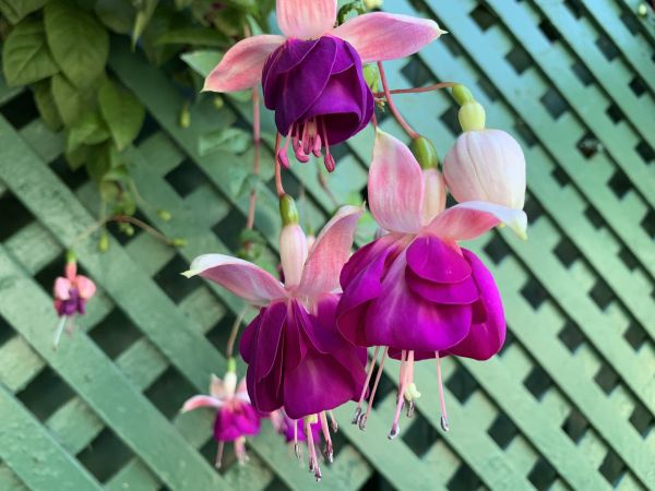 Garden Trellis Building