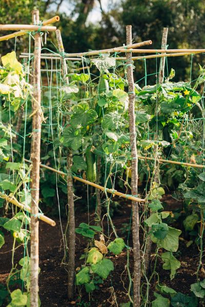 Arbor Construction