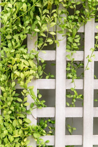 Trellis Construction