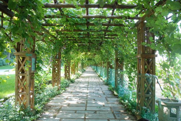 Cedar Pergola Construction