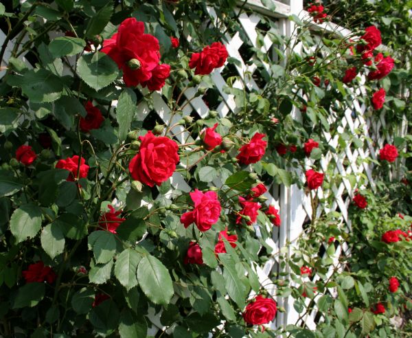 Arched Trellis Installation