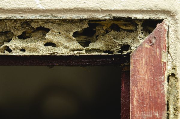 Dry Rot Remediation
