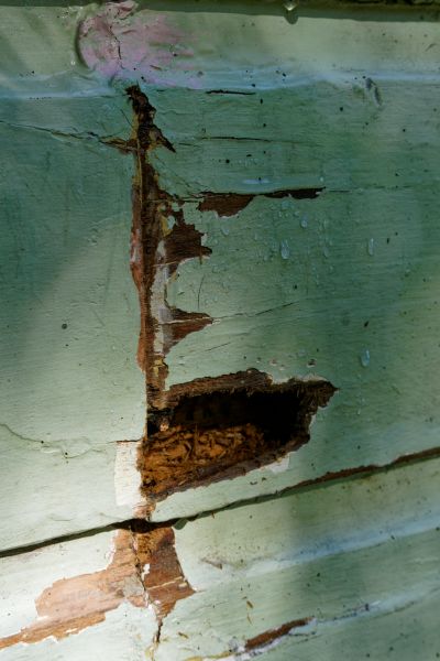 Dry Rot Remediation